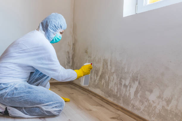 Mold Removal Process in Louisville, KY