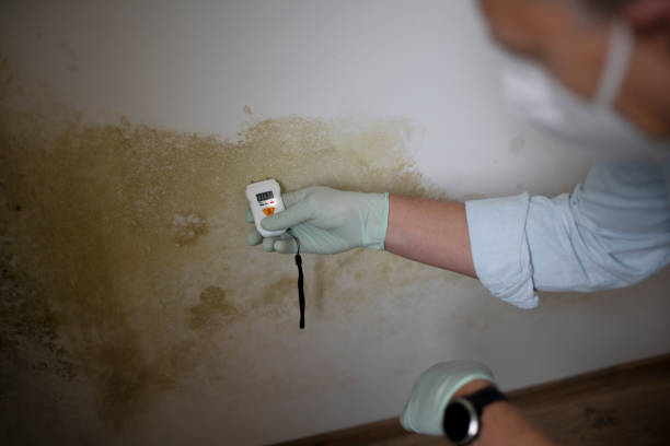Best Mold Removal Process  in Louisville, KY