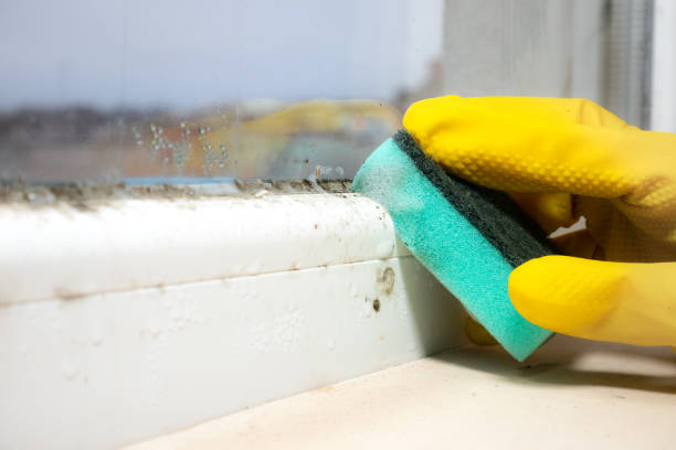 Trusted Louisville, KY Mold Removal Experts